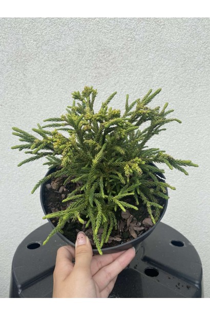 Криптомерія Літл Чемпіон - 3л/вис.15-20см/Ø20-30см